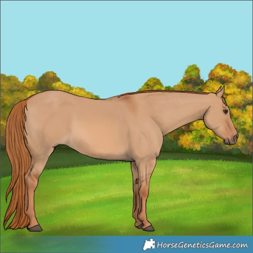 Horse Color:Red Dun 