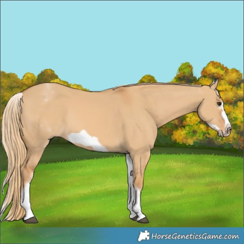 Horse Color:White Spotted Red Dun Frame 