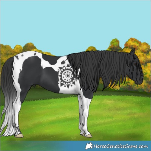 Horse Color:Black Tobiano 