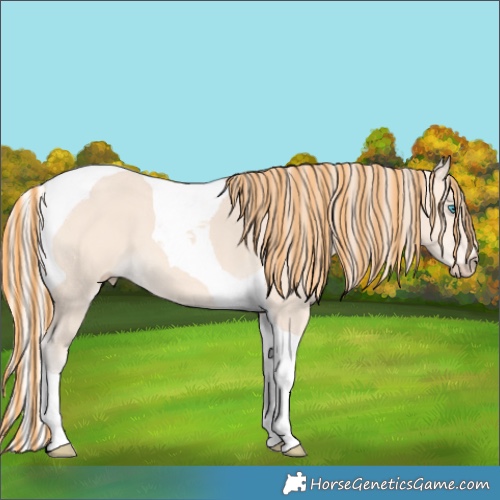 Horse Color:Painted Perlino Tobiano 