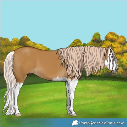 Horse Color:Gray White Spotted Palomino Dun Splash 