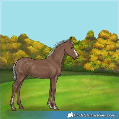 Horse Color:Silver Black
