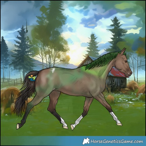 Horse Color:Liver Red Dun Appaloosa