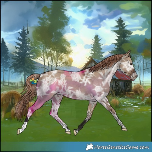 Horse Color:Liver Red Dun Ice Appaloosa 
