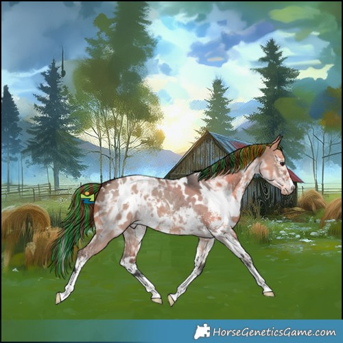 Horse Color:Painted White Spotted Brown Ice Dun Mushroom Sabino Appaloosa