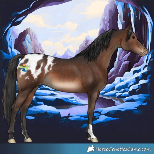 Horse Color:Brown Appaloosa