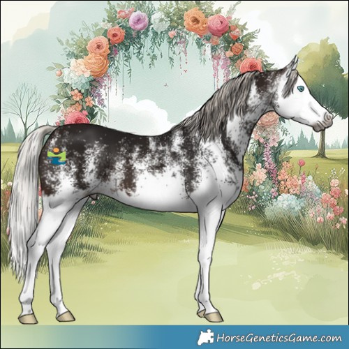 Horse Color:Gray White Spotted Silver Bay Splash