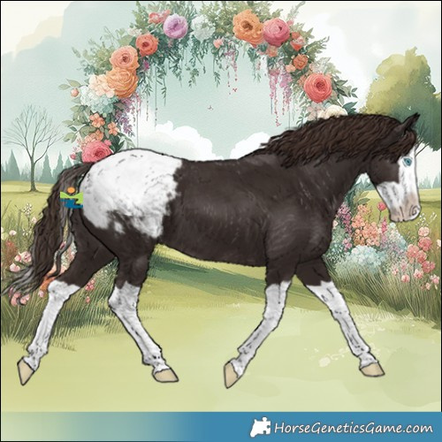 Horse Color:Liver Chestnut Splash Appaloosa 