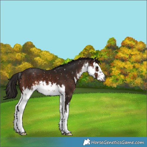Horse Color:Gray White Spotted Bay Appaloosa 