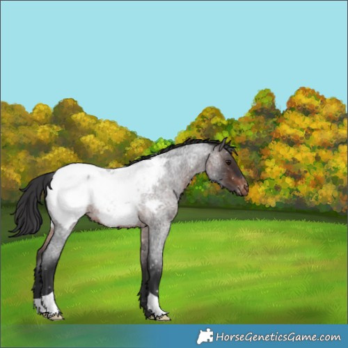 Horse Color:Brown Roan Appaloosa 