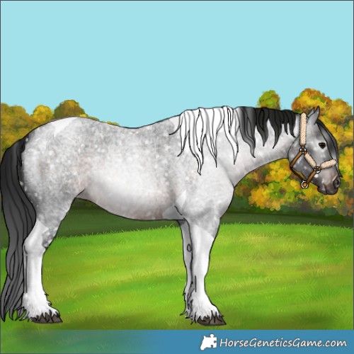 Horse Color:Gray Brown Roan Tobiano Snowflake Varnish