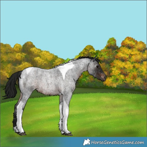 Horse Color:Gray Brown Roan Tobiano Appaloosa 