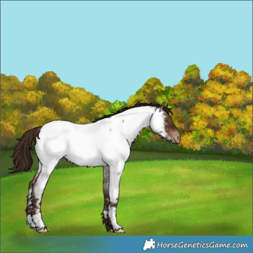 Horse Color:Gray Brown Roan Pearl Appaloosa 