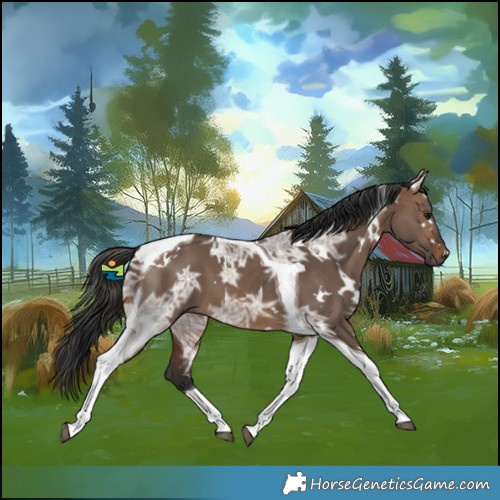 Horse Color:White Spotted Brown Ice Dun Tobiano 