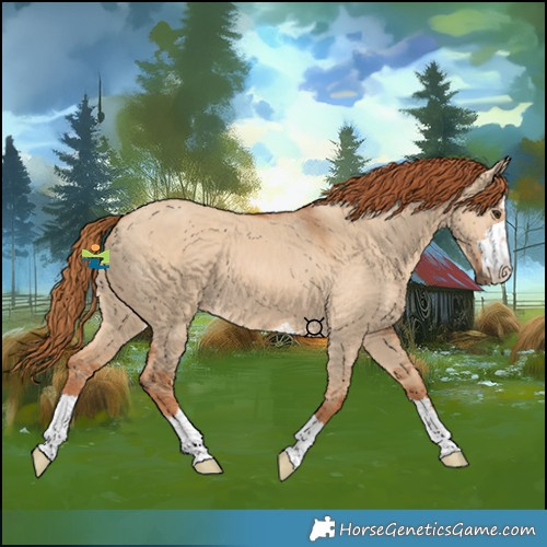 Horse Color:Red Dun 