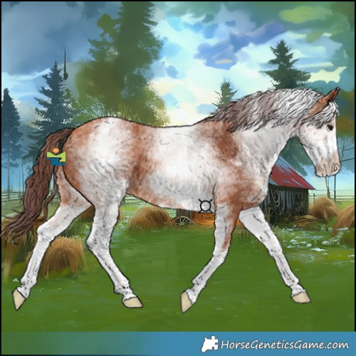 Horse Color:White Spotted Chocolate Bay 
