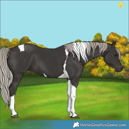 Horse Color:Gray Silver Black Tobiano 
