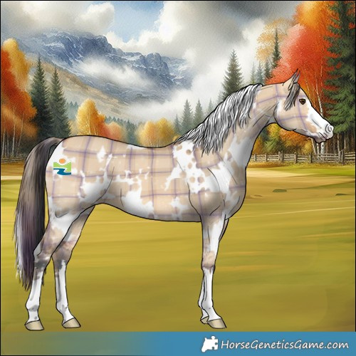 Horse Color:Plaid  White Spotted Bay Dun 