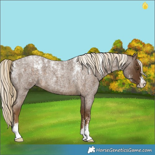 Horse Color:Powder White Chocolate Palomino Roan 