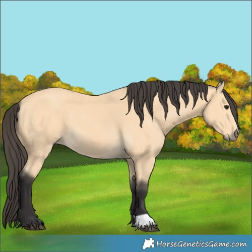 Horse Color:Buckskin 