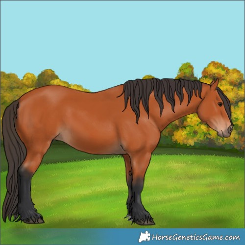 Horse Color:Bay 