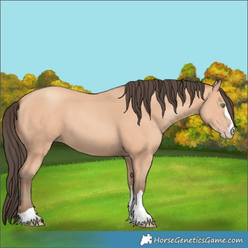 Horse Color:Amber Champagne 
