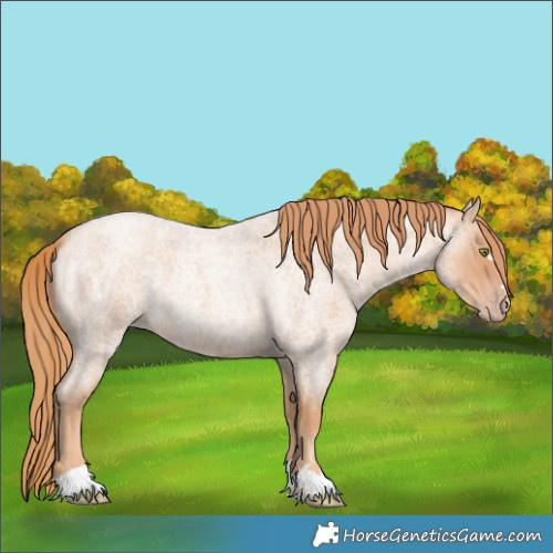 Horse Color:Gold Champagne Roan 