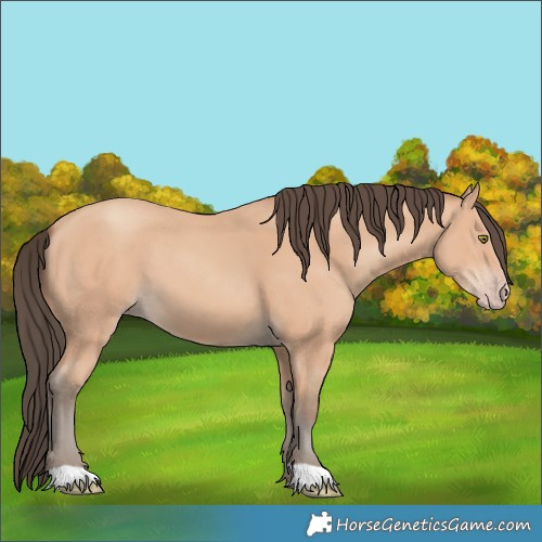 Horse Color:Amber Champagne 