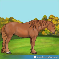 Horse Color:Chestnut 