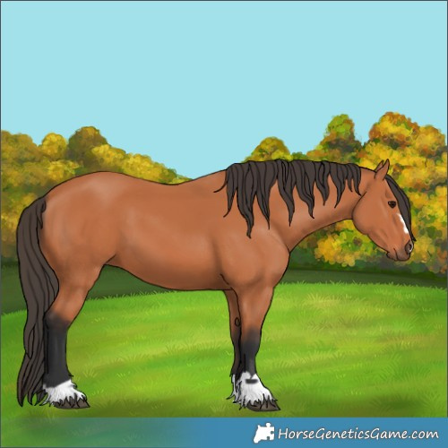 Horse Color:Bay 