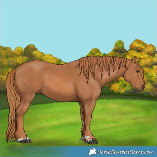 Horse Color:Chestnut 
