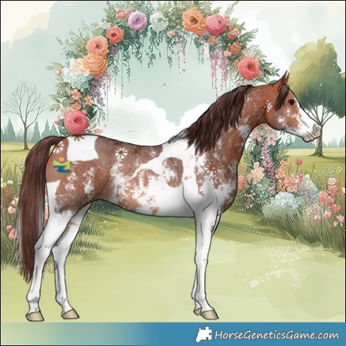 Horse Color:Chocolate Bay Sabino Tobiano Rabicano