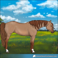 Horse Color:Red Dun