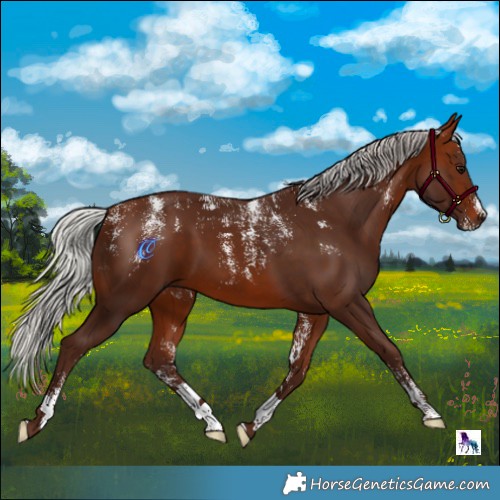 Horse Color:Powder White Silver Bay 