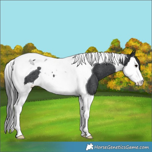 Horse Color:Black Splash Tobiano Appaloosa Rabicano 