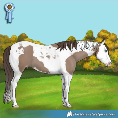 Horse Color:Classic Champagne Splash Tobiano Appaloosa