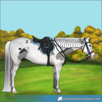 Horse Color:Black Splash Tobiano