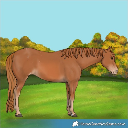 Horse Color:Chestnut Appaloosa 