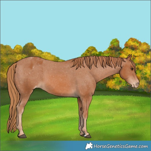 Horse Color:Chestnut Varnish