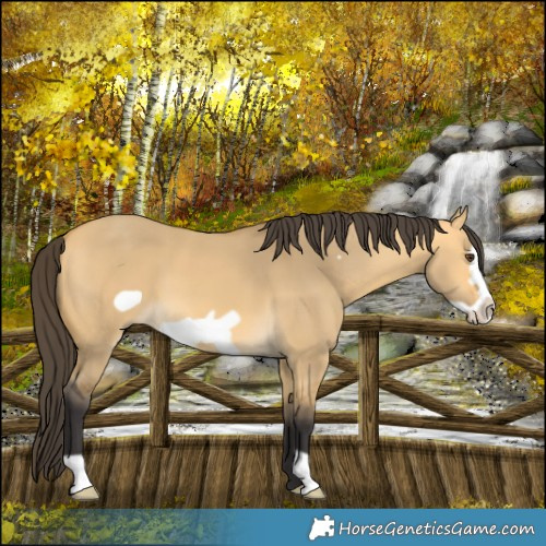 Horse Color:Buckskin Dun Frame 