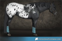 Horse Color:Black Blanket 