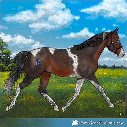 Horse Color:Brown Splash Tobiano