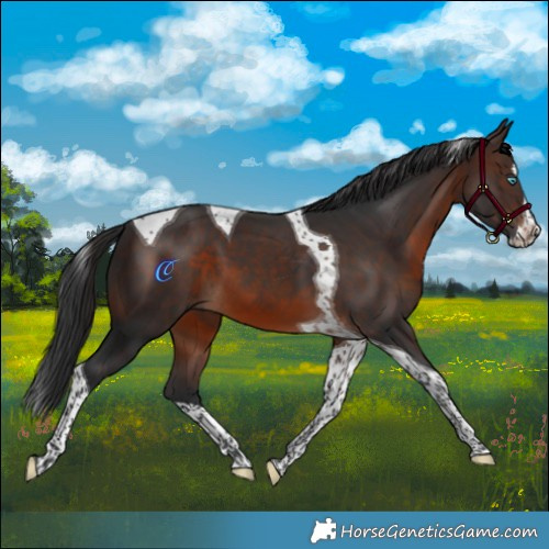 Horse Color:Brown Splash Tobiano 