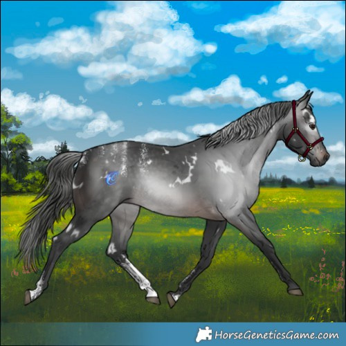 Horse Color:Powder White Gray White Spotted Brown Merle 