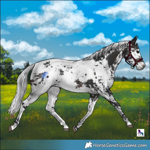 Horse Color:Powder White Brown Harlequin Merle and Powder White Brown Harlequin Merle