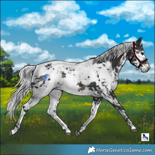 Horse Color:Powder White Brown Harlequin Merle  and Powder White Brown Harlequin Merle 