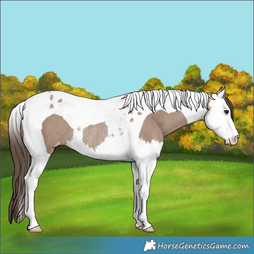 Horse Color:Classic Champagne Splash Tobiano Appaloosa Rabicano 