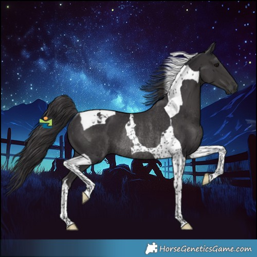 Horse Color:Smoky Black Tobiano Rabicano 