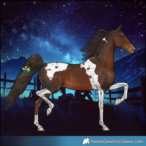 Horse Color:Liver Chestnut Tobiano Appaloosa 