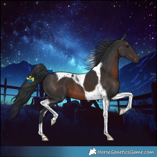 Horse Color:Brown Tobiano 